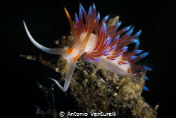 Cratena nudibranch_Casteldaccia Sea_Sicily_Oct 2023
(Can... by Antonio Venturelli 
